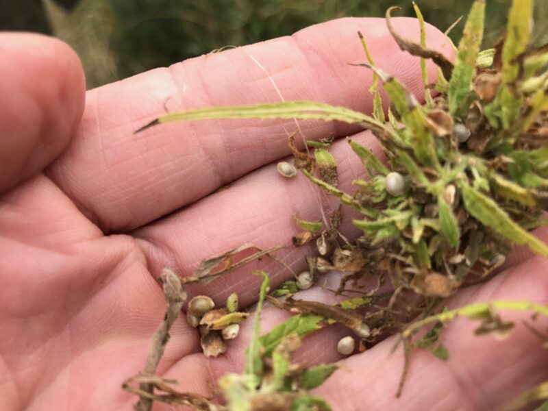 Hemp Seed Industrial Hemp
